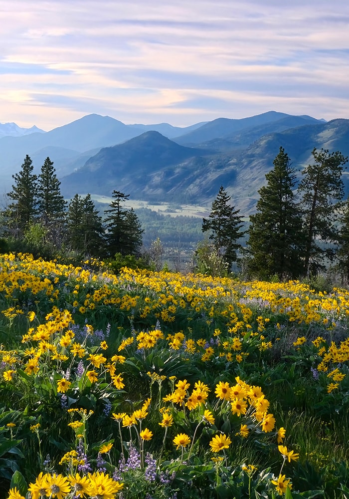 wildflowers in the foreground with mountains in the distance 
